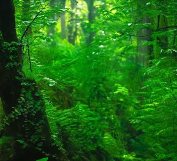东北山珍，红蘑榛子蘑，大自然的山野美味,东北红蘑榛子蘑，大自然的馈赠，山野间的美味佳肴,口感,第1张